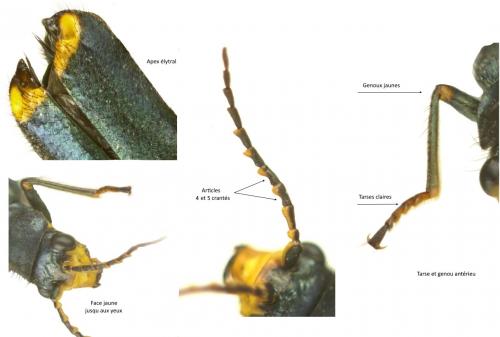 Réf. 268 263 : Clanoptilus elegans